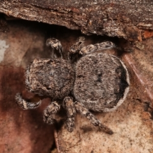 Maratus vespertilio at Melba, ACT - 5 Jan 2021