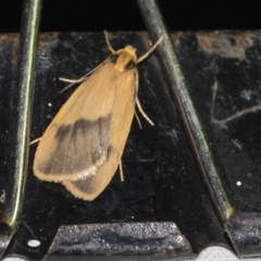 Threnosia heminephes (Halved Footman) at Black Mountain - 8 Apr 2019 by AlisonMilton