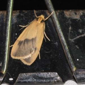 Threnosia heminephes at Downer, ACT - 8 Apr 2019 07:16 PM