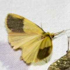 Threnosia heminephes at Downer, ACT - 8 Apr 2019 07:16 PM