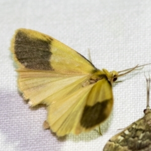 Threnosia heminephes at Downer, ACT - 8 Apr 2019 07:16 PM