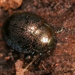 Chrysolina quadrigemina at Melba, ACT - 5 Jan 2021 03:56 PM