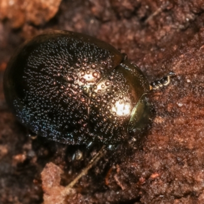 Chrysolina quadrigemina (Greater St Johns Wort beetle) at Melba, ACT - 5 Jan 2021 by kasiaaus