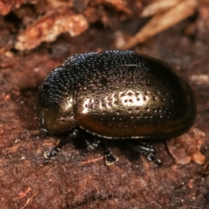 Chrysolina quadrigemina at Melba, ACT - 5 Jan 2021 03:56 PM