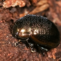 Chrysolina quadrigemina at Melba, ACT - 5 Jan 2021 03:56 PM