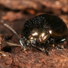 Chrysolina quadrigemina at Melba, ACT - 5 Jan 2021 03:56 PM