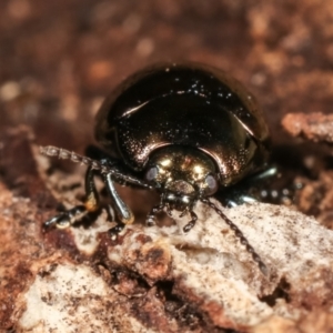 Chrysolina quadrigemina at Melba, ACT - 5 Jan 2021 03:56 PM