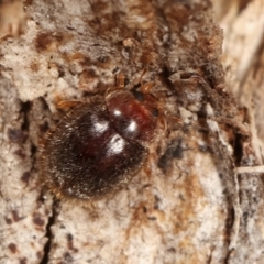 Coccinellidae (family) (Unidentified lady beetle) at Melba, ACT - 5 Jan 2021 by kasiaaus