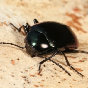 Chalcopteroides columbinus at Melba, ACT - 5 Jan 2021 04:05 PM