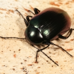 Chalcopteroides columbinus at Melba, ACT - 5 Jan 2021