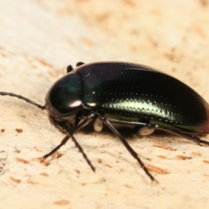 Chalcopteroides columbinus at Melba, ACT - 5 Jan 2021