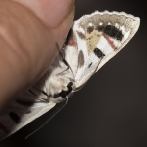 Crypsiphona ocultaria at Downer, ACT - 8 Apr 2019