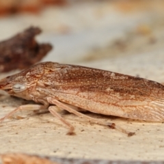 Stenocotis sp. (genus) at Melba, ACT - 5 Jan 2021
