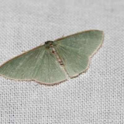 Chlorocoma (genus) (Emerald moth) at Downer, ACT - 8 Apr 2019 by AlisonMilton