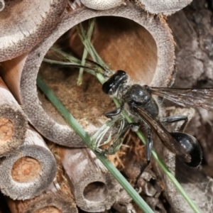 Isodontia sp. (genus) at Melba, ACT - 5 Jan 2021