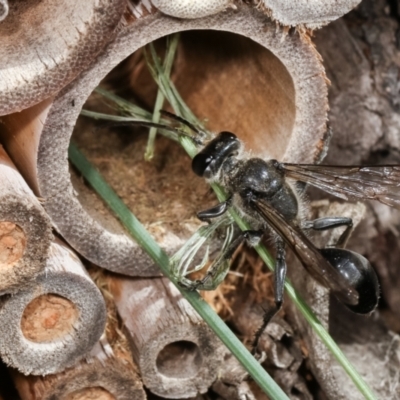 Isodontia sp. (genus) (Unidentified Grass-carrying wasp) at Melba, ACT - 5 Jan 2021 by kasiaaus