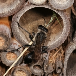 Isodontia sp. (genus) at Melba, ACT - 5 Jan 2021