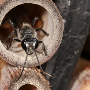 Isodontia sp. (genus) at Melba, ACT - 5 Jan 2021