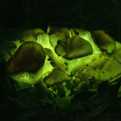 Omphalotus nidiformis (Ghost Fungus) at Penrose, NSW - 17 Jan 2021 by Aussiegall