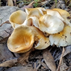 Omphalotus nidiformis at Penrose - 17 Jan 2021