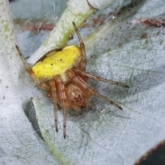 Araneus albotriangulus (White-triangle orb weaver) at Melba, ACT - 5 Jan 2021 by kasiaaus