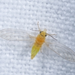 Psyllidae sp. (family) (Unidentified psyllid or lerp insect) at Melba, ACT - 5 Jan 2021 by kasiaaus