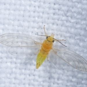 Psyllidae sp. (family) at Melba, ACT - 5 Jan 2021