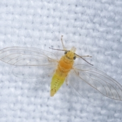 Unidentified Psyllid, lerp, aphid & whitefly (Hemiptera, several families) (TBC) at Melba, ACT - 5 Jan 2021 by kasiaaus