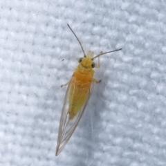 Psyllidae sp. (family) at Melba, ACT - 5 Jan 2021