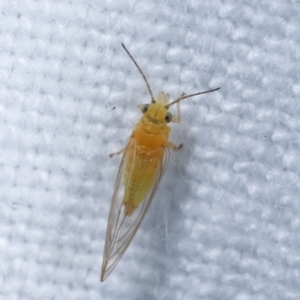 Psyllidae sp. (family) at Melba, ACT - 5 Jan 2021 11:06 PM