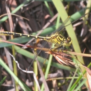 Austrogomphus guerini at Wyanbene, NSW - 16 Jan 2021 04:20 PM