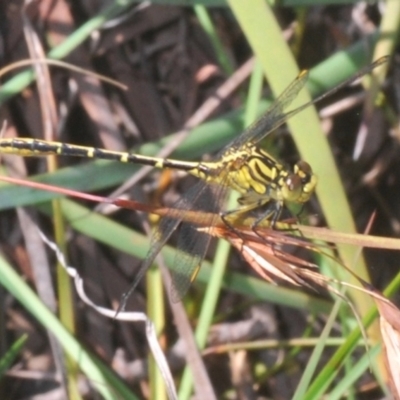 Austrogomphus guerini (Yellow-striped Hunter) at Wyanbene, NSW - 16 Jan 2021 by Harrisi