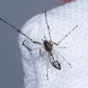 Tetragnathidae (family) at Melba, ACT - 6 Jan 2021 09:25 PM