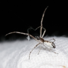 Tetragnathidae (family) at Melba, ACT - 6 Jan 2021 09:25 PM