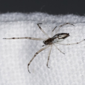 Tetragnathidae (family) at Melba, ACT - 6 Jan 2021 09:25 PM