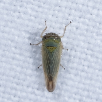 Unidentified Leafhopper & planthopper (Hemiptera, several families) at Melba, ACT - 5 Jan 2021 by kasiaaus