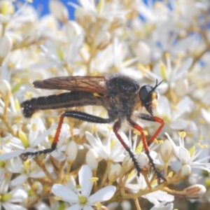 Neoscleropogon sp. (genus) at Wyanbene, NSW - 16 Jan 2021