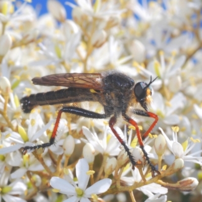 Neoscleropogon sp. (genus) (Robber fly) at Wyanbene, NSW - 16 Jan 2021 by Harrisi