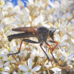 Neoscleropogon sp. (genus) (Robber fly) at Wyanbene, NSW - 16 Jan 2021 by Harrisi