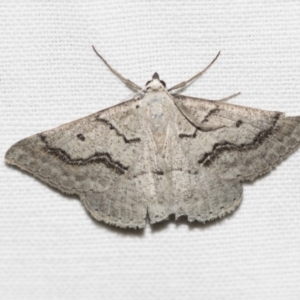 Nearcha aridaria at Downer, ACT - 8 Apr 2019 08:09 PM