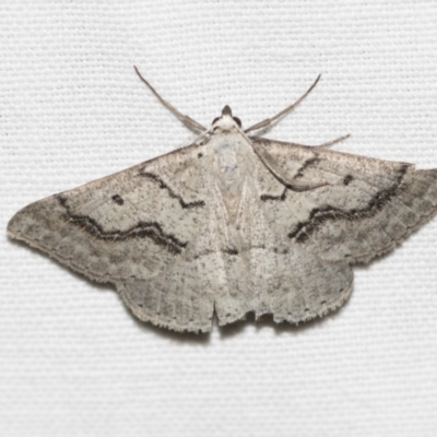 Nearcha aridaria (An Oenochromine moth) at Black Mountain - 8 Apr 2019 by AlisonMilton