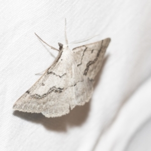 Nearcha aridaria at Downer, ACT - 8 Apr 2019 08:09 PM