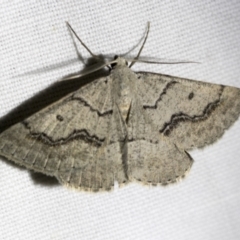 Nearcha aridaria at Downer, ACT - 8 Apr 2019 08:09 PM