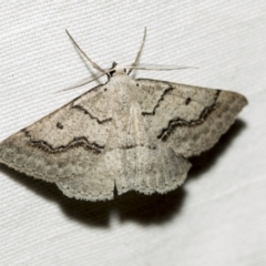 Nearcha aridaria at Downer, ACT - 8 Apr 2019 08:09 PM