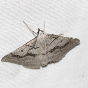 Nearcha aridaria at Downer, ACT - 8 Apr 2019 08:09 PM