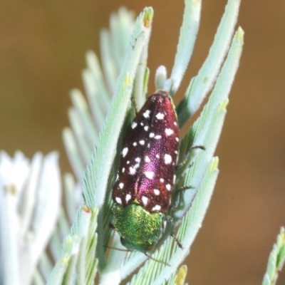 Diphucrania leucosticta (White-flecked acacia jewel beetle) at O'Connor, ACT - 17 Jan 2021 by Harrisi