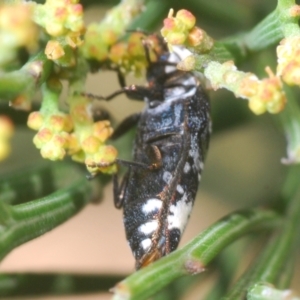 Hypocisseis suturalis at Kaleen, ACT - 17 Jan 2021