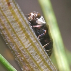 Hypocisseis suturalis at Kaleen, ACT - 17 Jan 2021