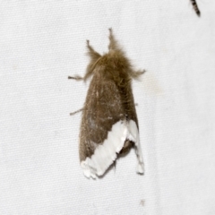 Euproctis baliolalis (Browntail Gum Moth) at Black Mountain - 8 Apr 2019 by AlisonMilton