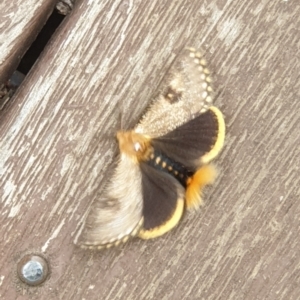 Epicoma contristis at Cook, ACT - 7 Jan 2021